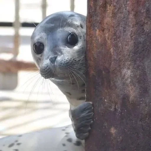 os animais são fofos, foca bebé, little seal, little seal, seal cinzeiro baltic