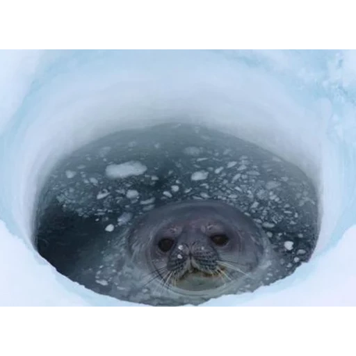 le foche, le foche, palla di foca, weddell leopard, seal tromba