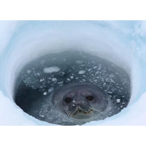 siegel, siegel, versiegelkugel, weddell seal, das siegel ist klein