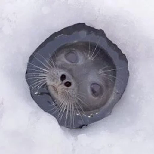 seal, seal, baikal seal, the seal is frozen, baltic spotted seal