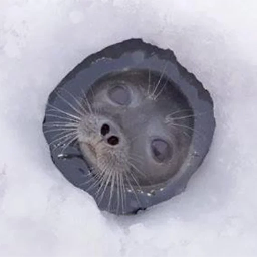 focas, sello, seales baikal, el sello estaba congelado, migajas de sellado báltico