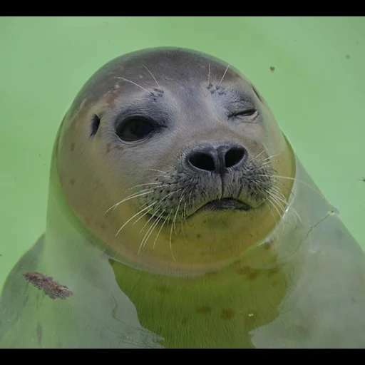 um selo de choque, nerpa é doce, cat tom seal, selo triste, mamíferos do mar