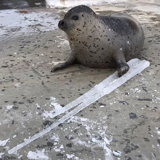 seal, seal run, handprint, spotted seal, ordinary seal