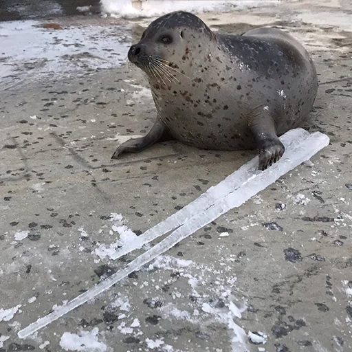 le foche, i sigilli corrono, impronte di mani, fighi portati, seal comune