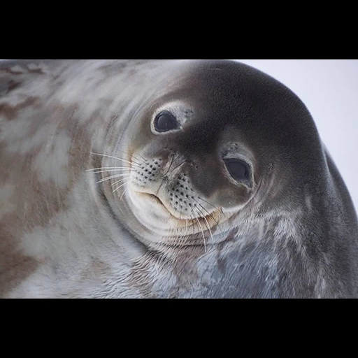 le foche, ross seal, cucciolo di foca, weddell leopard, seal seal seal