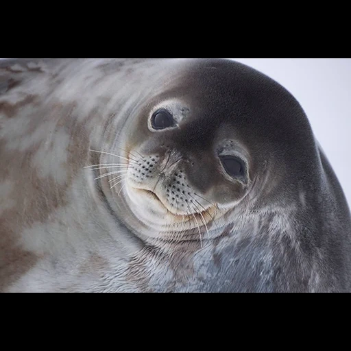 siegel, versiegelung ross, kleines siegel, weddell seal, siegel einer seekatze