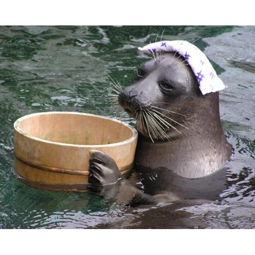 le foche, pesce foca, le foche, maestro delle foche, seal seal seal