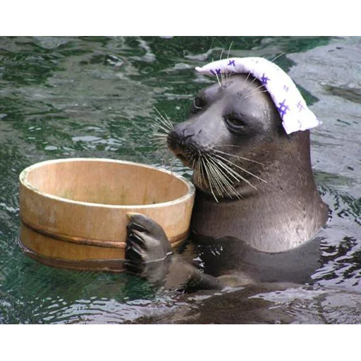 nerpinaria, seal peixe, vedação de pele, selo do maestro, selo de um gato do mar