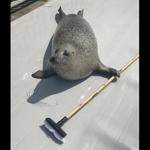 seal, seal antics, hand seal, seals are funny, seal jumping