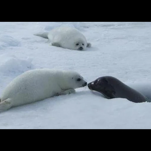 selo, sele belek, seal norten, little seal, selo de um gato do mar