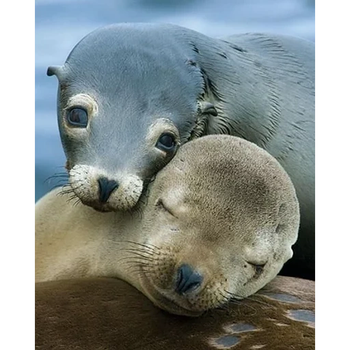 sea beast, animals are cute, baby seal, white seal pups, fin-footed sea lion