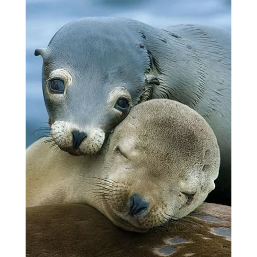 la bestia marina, animali carini, cucciolo di foca, cucciolo di foca bianca, leone marino con le pinne