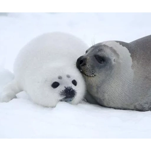 seal, seal, baby seal, white seal pups, seal seal