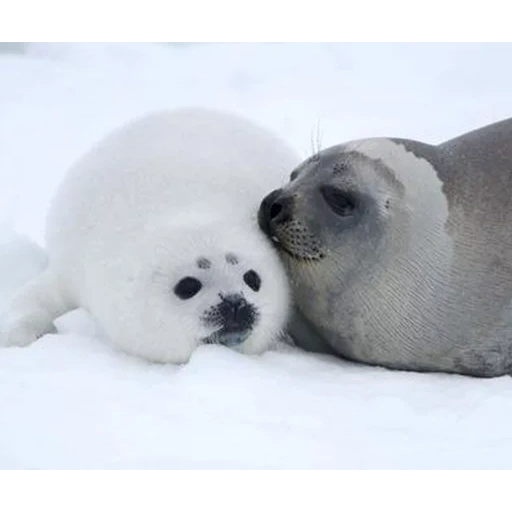 selo, selo, foca bebé, selo de bebê branco, selo de um gato do mar