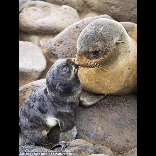 seal, baby seal, white seal pups, seal seal, north sea seal pups