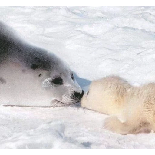 segel, bayi anjing laut, cubs putih, segel bayi putih, segel kucing laut