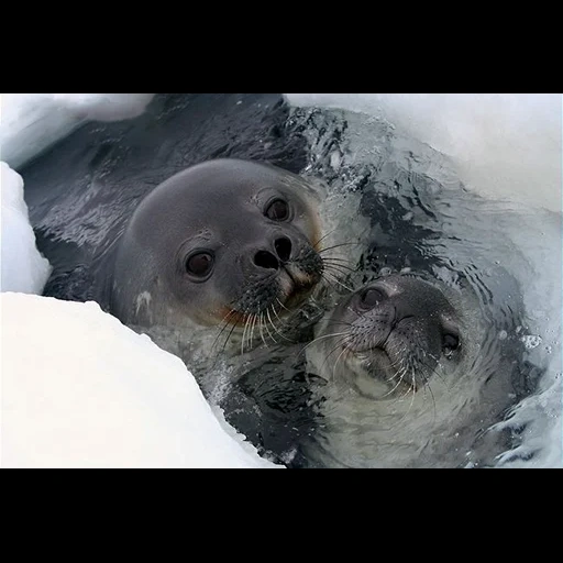 le foche, le foche, seal belek, cucciolo di foca, weddell leopard