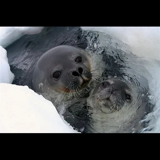 siegel, siegel, siegel belek, baby robbe, weddell seal