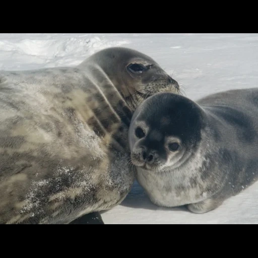 le foche, ross seal, cucciolo di foca, seal comune, seal seal seal