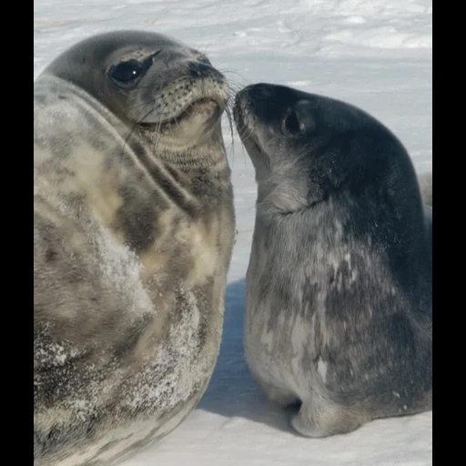 selo, selar ross, selar krabed, selo de um gato do mar, seal weddell antártica