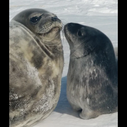 phoques, phoque de ross, phoque crabier, phoques et phoques, phoque de weddell antarctique