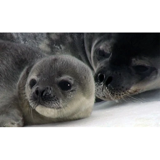 le foche, seal belek, ross seal, cucciolo di foca, seal seal seal