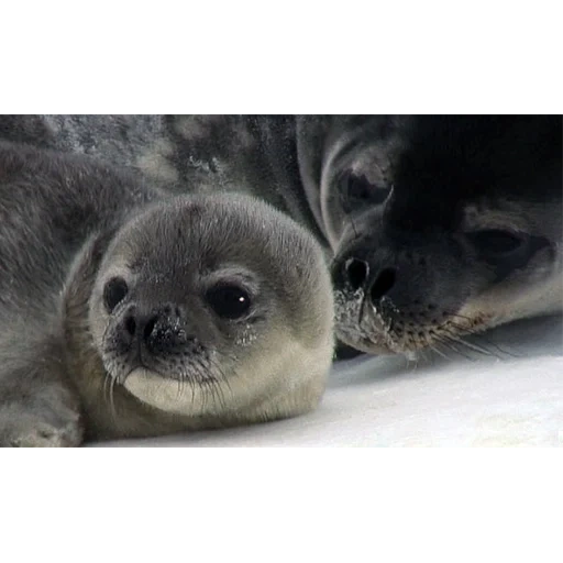 selo, sele belek, selar ross, foca bebé, selo de um gato do mar