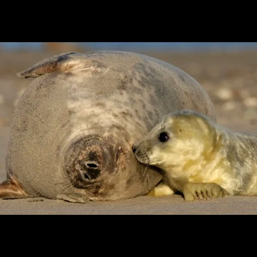 sello, un sello de amor, sello belek, sello gris, cría de foca