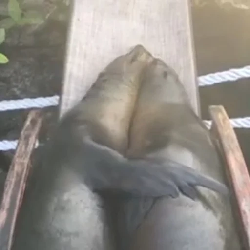 sea lion, leone marino, un sigillo addormentato, poltrona diurna seal, poltrona reclinabile seal