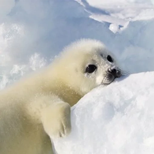 selo, sele belek, foca bebé, little seal, selo da groenlândia para o mar branco