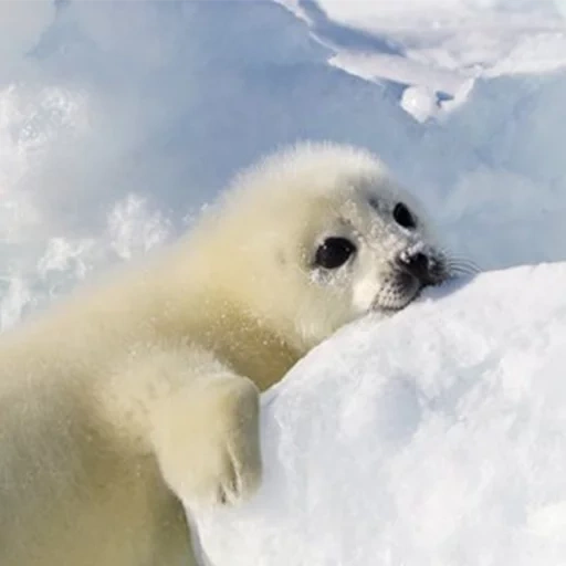 segel, segel belek, bayi anjing laut, segel kecil, segel greenland ke laut putih