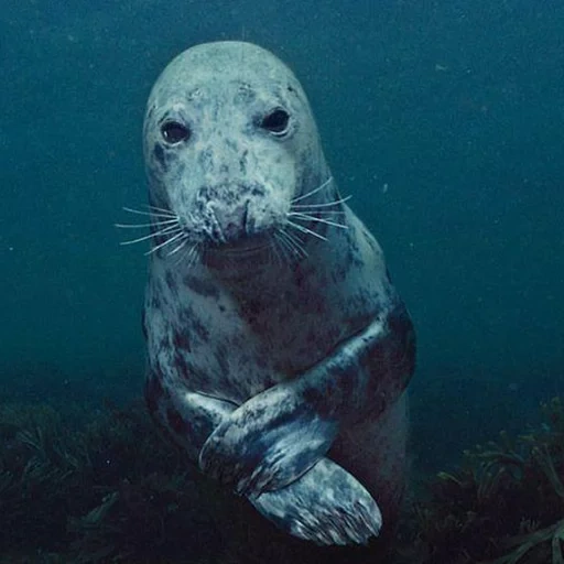 foca del mar, sello baikal, mares de sellado, sello de un gato de mar, sello cosido de gato de mar