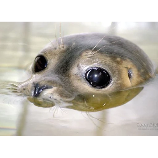 peixe nerp, os animais são fofos, foca bebé, animais engraçados, little seal