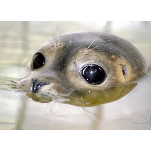 pez nerp, los animales son lindos, cría de foca, animales divertidos, little sello