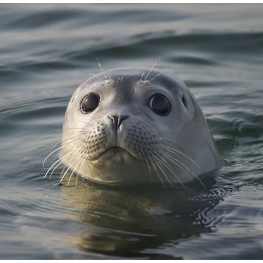 le foche, le foche, le foche, seal seal seal, seal seal seal