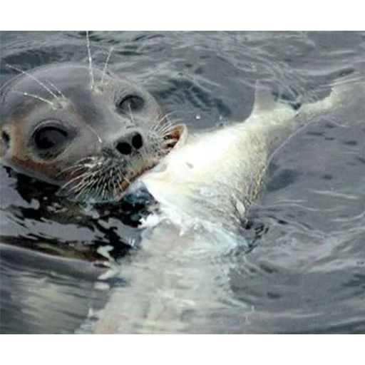 le foche, le foche, le foche, pesce foca, seal comune