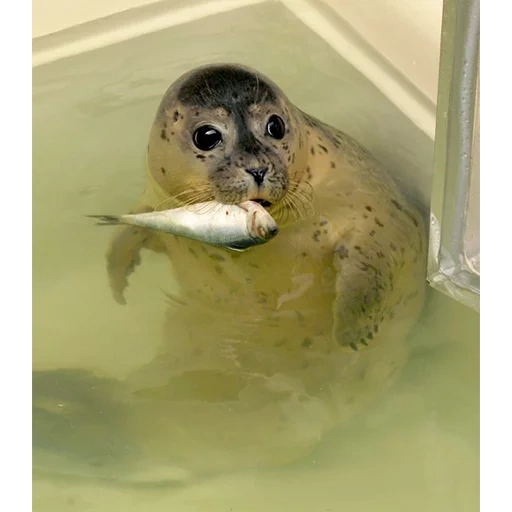 sweetheart of seal, phoques, phoques, les phoques sont mignons, phoques et phoques