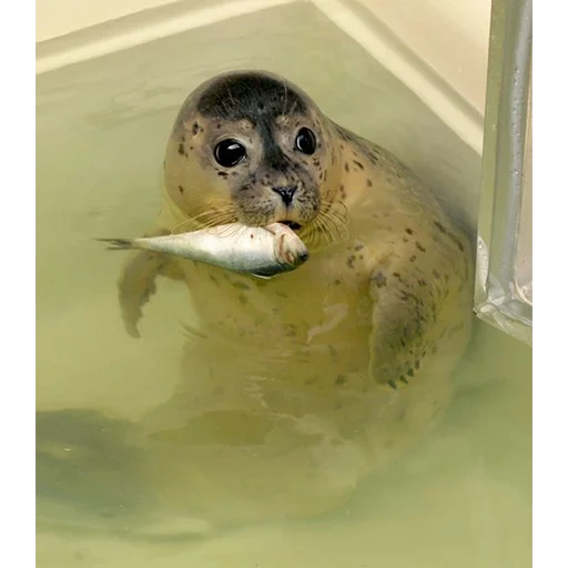 nerpa é doce, vedação de pele, selo caseiro, o gato marinho é fofo, selo de um gato do mar