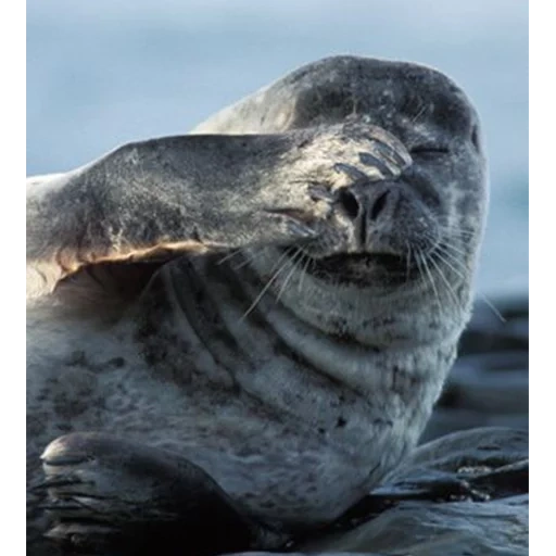 le foche, la foca grigia, ross seal, seal comune, sealidae vera sealidae
