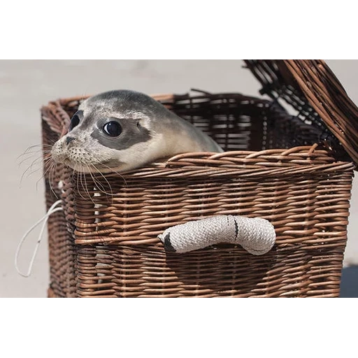 animaux, les animaux sont mignons, petits animaux, les phoques jettent un coup d'œil, animaux intéressants