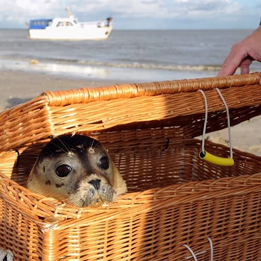 animaux, les animaux sont mignons, les phoques jettent un coup d'œil, animaux intéressants, sometimes i then i eat sand meme