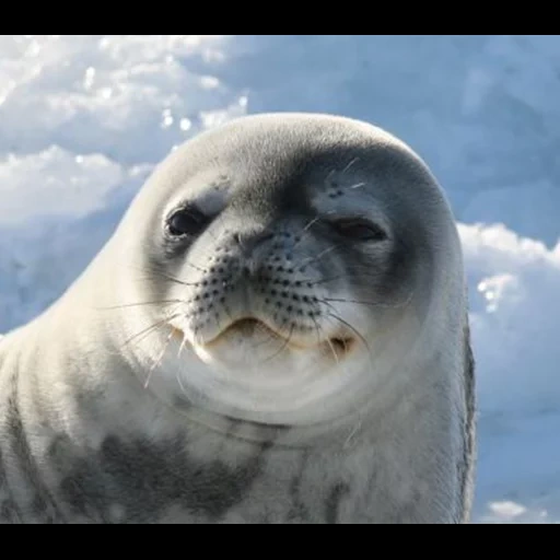 тюлень, морда тюленя, тюлень росса, тюлень улыбается, тюлень морской котик