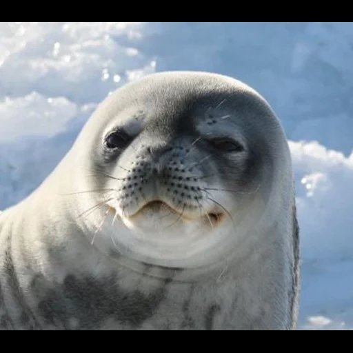 seal, seal tone, ross seal, seal smiles, seal seal