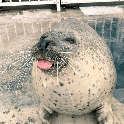 sello, foca del mar, el sello con las manos del meme, sello o un sello, sello cosido de gato de mar