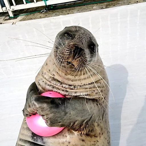 sello, afinación, sello, sello de casa, sello de un gato de mar