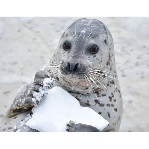 seal, seal, seal, female seal, baby seal