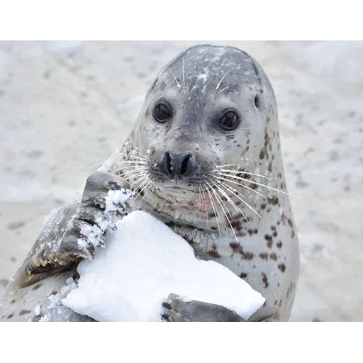 le foche, le foche, le foche, la foca femmina, cucciolo di foca