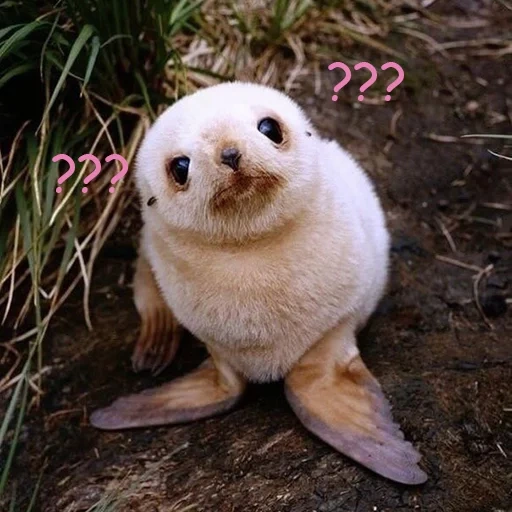os animais são fofos, foca bebé, little seal, little seal, os animais mais fofos