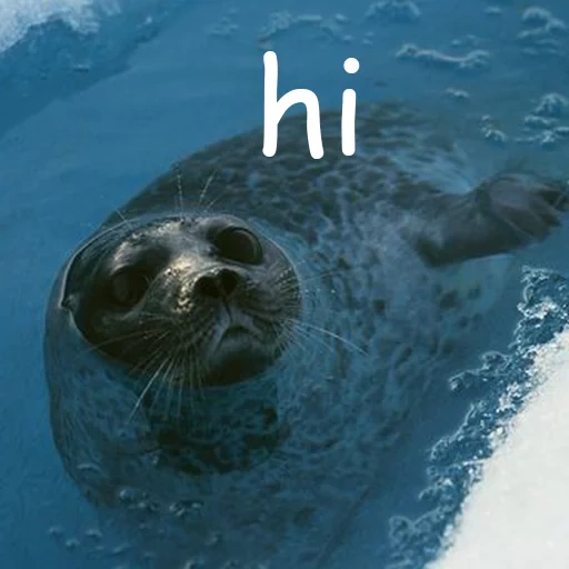 seal, animals are cute, seal seal, seal seal, lovely marine animals