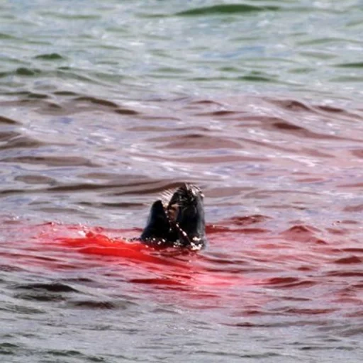 humano, spaniel, mar negro, cocker, cocker spaniel inglés